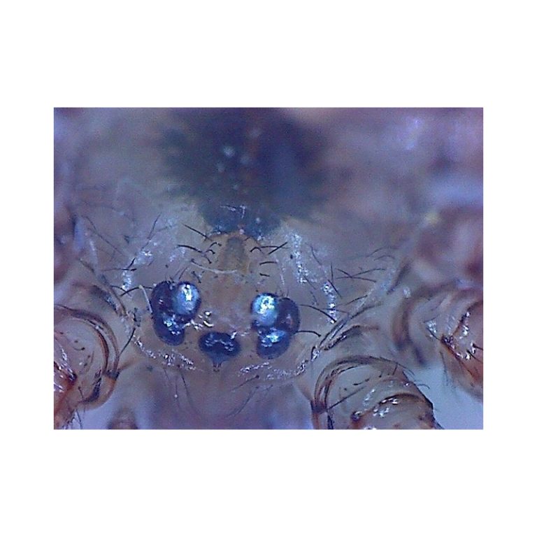 Omegon Μικροσκόπιο Χειρός DigitalView USB