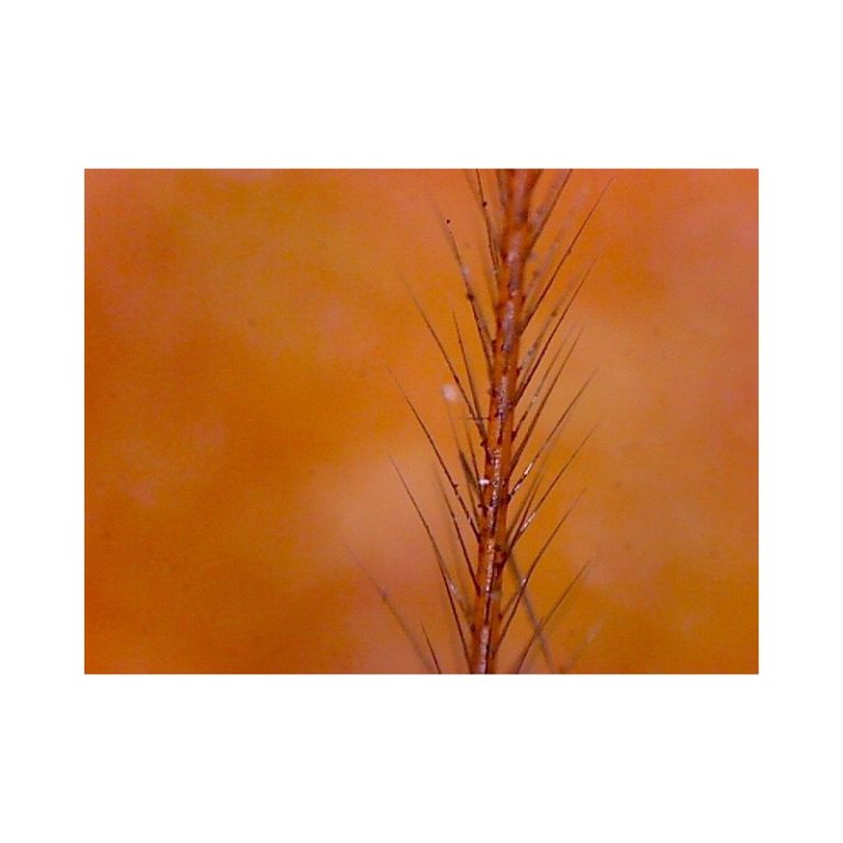 Omegon Μικροσκόπιο Χειρός DigitalView USB