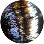 Bresser Μικροσκόπιο Biolux NV, 20x-1280x