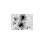 Astrozap Ηλιακά Φίλτρα Astrosolar, 90mm - 100mm