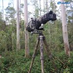 Leofoto Τρίποδο Carbon LS365C Ranger + Κεφαλή Gimbal Full Camo PG1 - Image 10