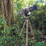 Leofoto Τρίποδο Carbon LS365C Ranger + Κεφαλή Gimbal Full Camo PG1 - Image 4